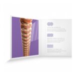 Encordado Xt Acústica Phosphor Bronce 80/20 011 - Imagen 4